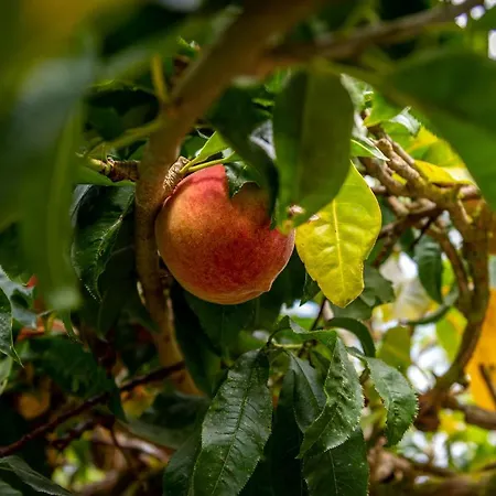 Casa Paco D'ilhas Pensionat Ericeira